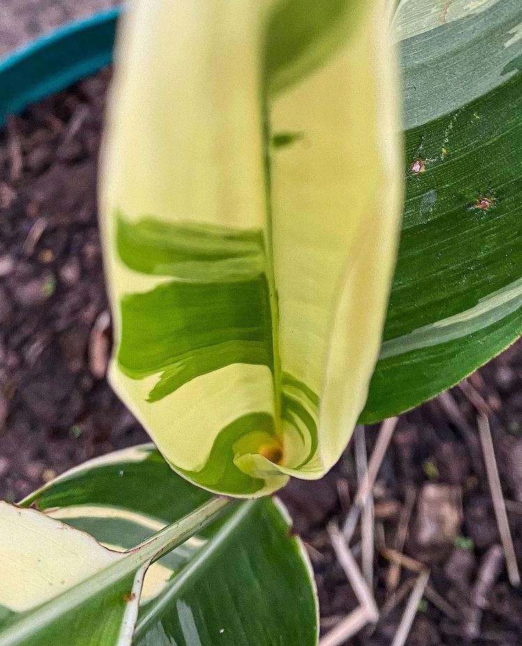 Banana Heliconia Variegated