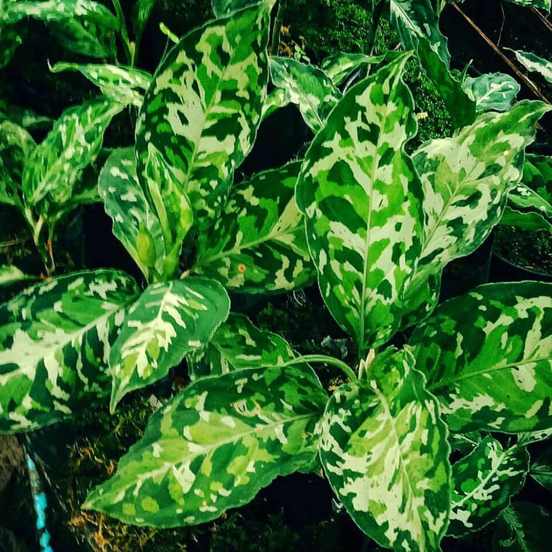 12 Aglaonema Pictum Tricolor