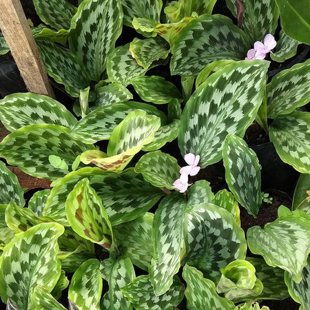 Calathea peacock