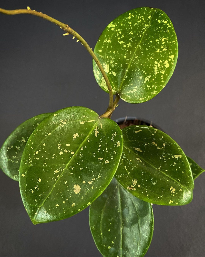 Hoya Parasitica Splash