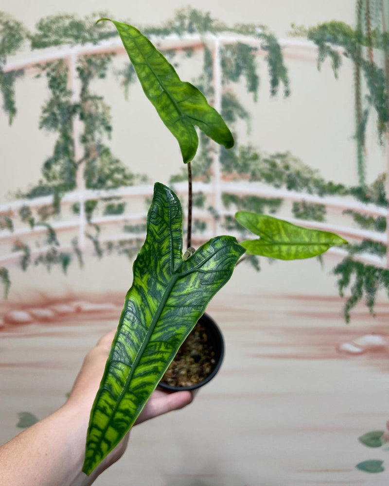 Alocasia Zebrina Reticulata