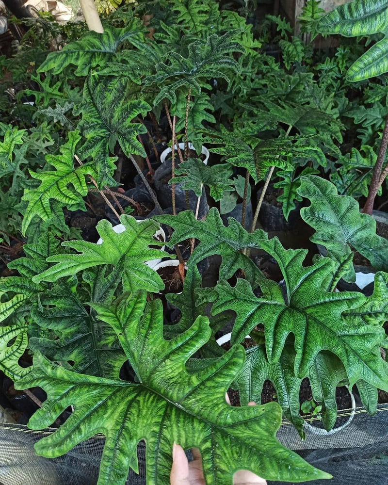 Alocasia Jacklyn