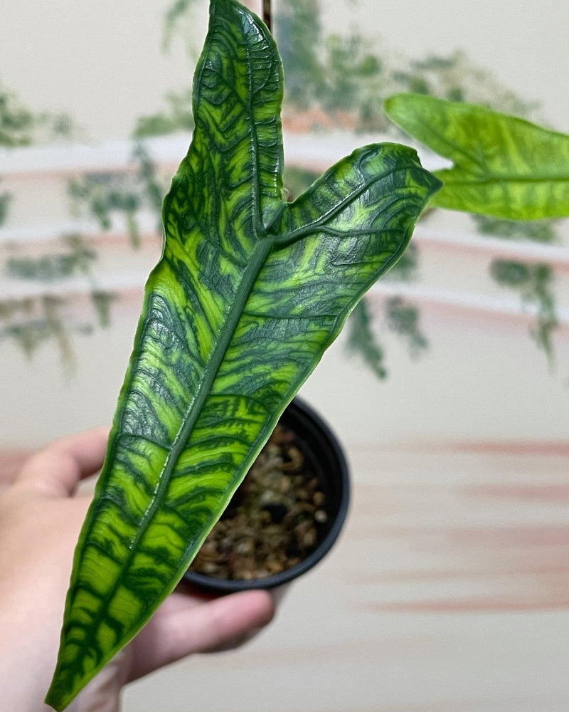 Alocasia Zebrina Reticulata