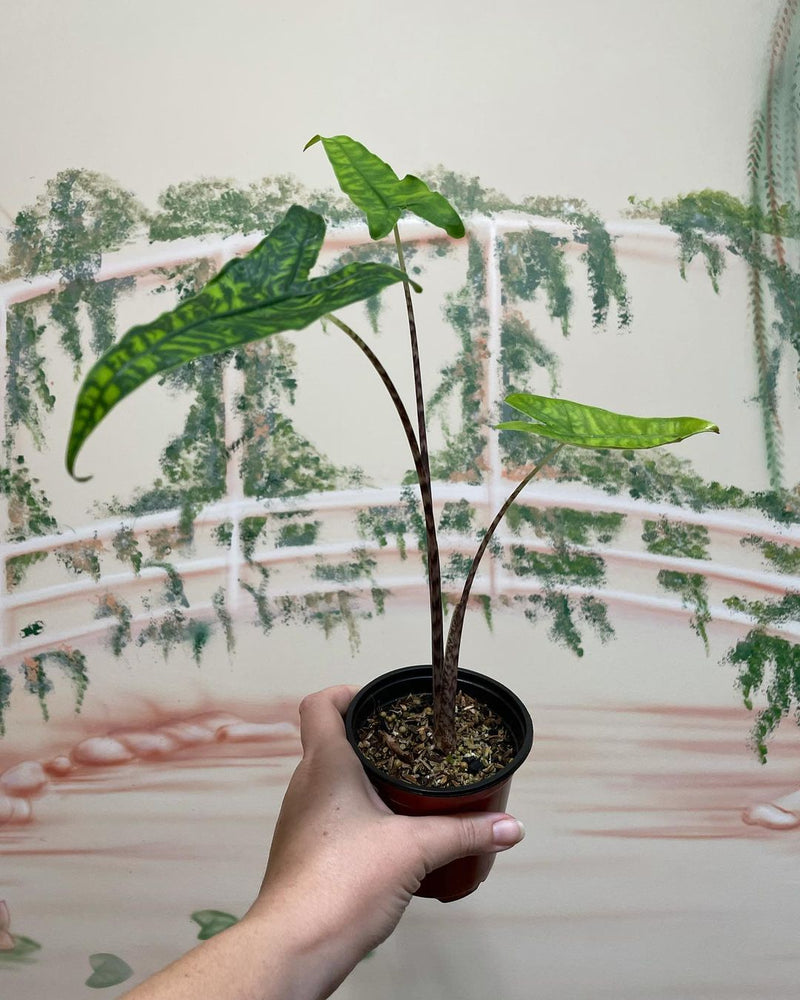 Alocasia Zebrina Reticulata