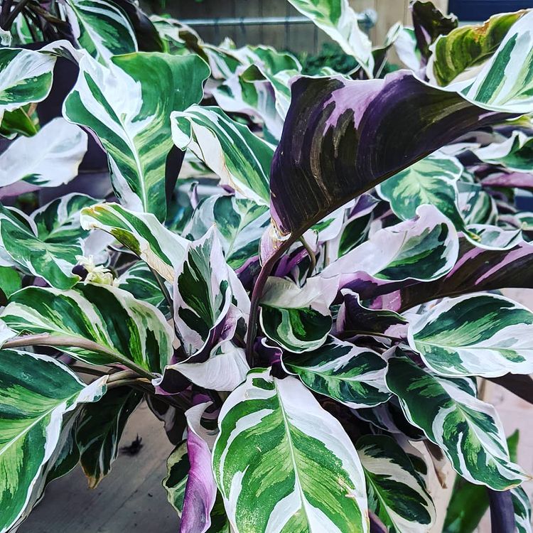 Calathea white fusion Variegated