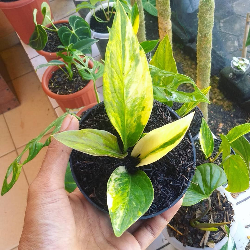 Anthurium Jenmanii Variegated