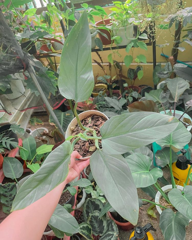 Philodendron Hastatum