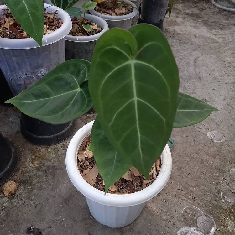 Anthurium Ace of spades