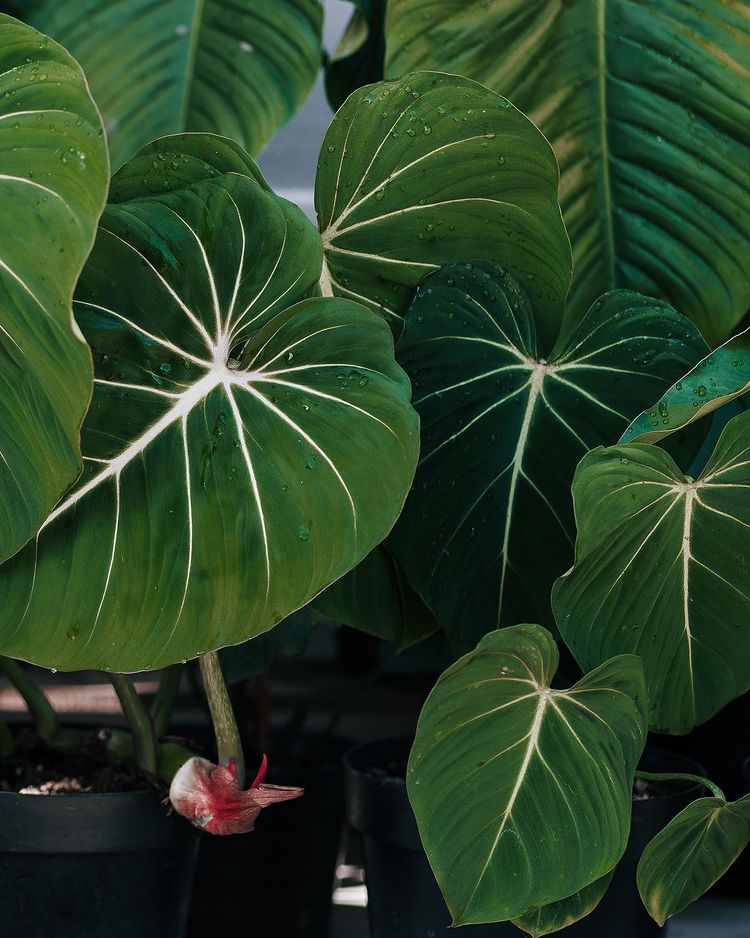 12 Philodendron Gloriosum