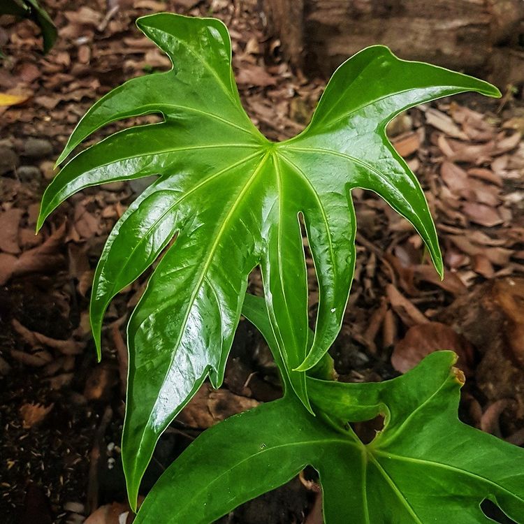 Anthurium Pedatoradiatum