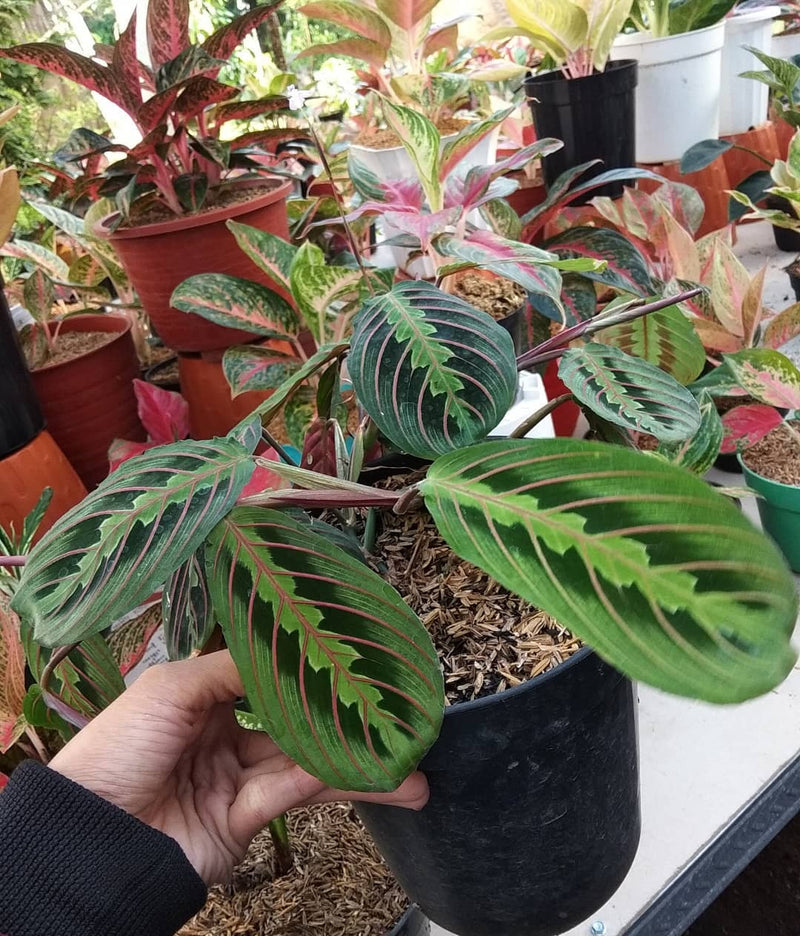 Calathea Maranta Leuconeura