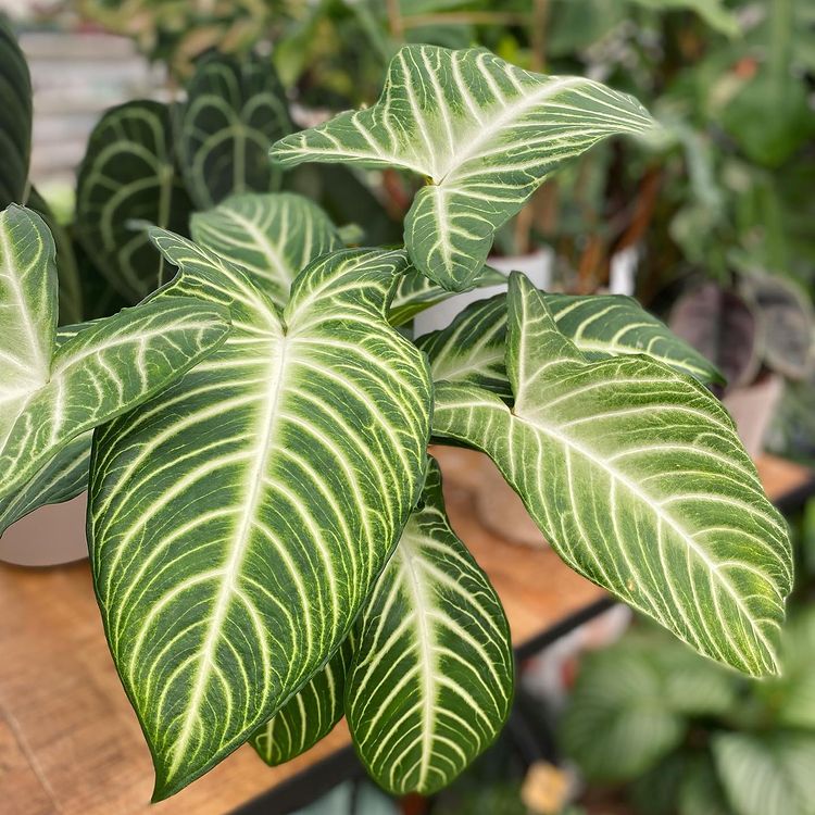 Alocasia Xanthosoma lindenii