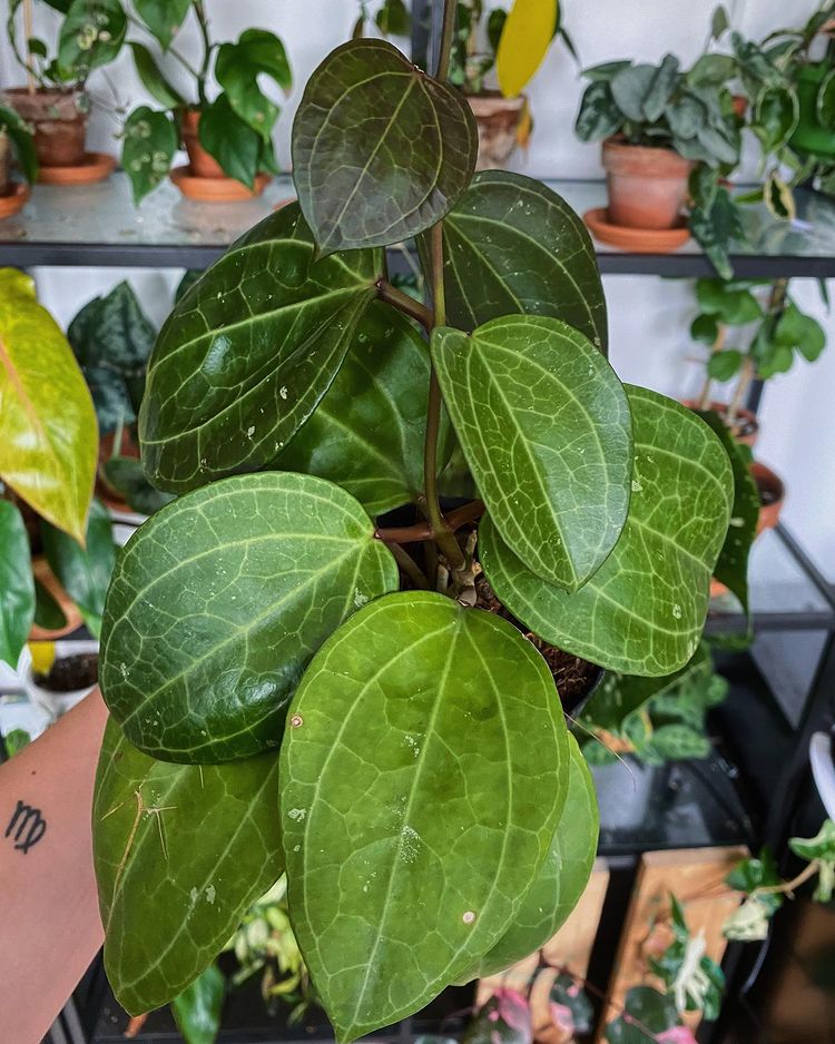 Hoya Latifolia