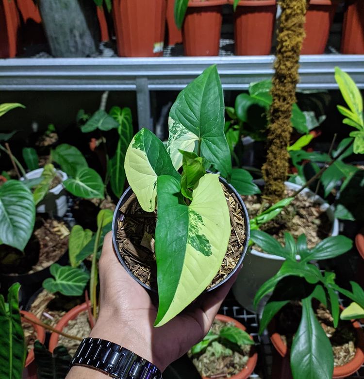 Syngonium yellow variegated