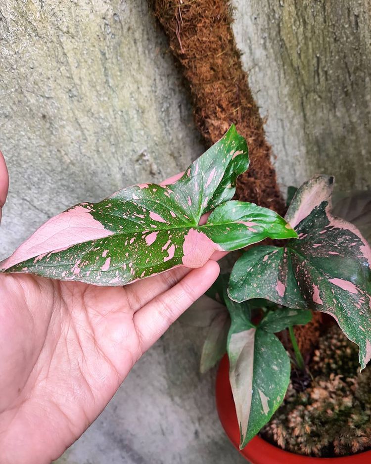 Syngonium Pink splash