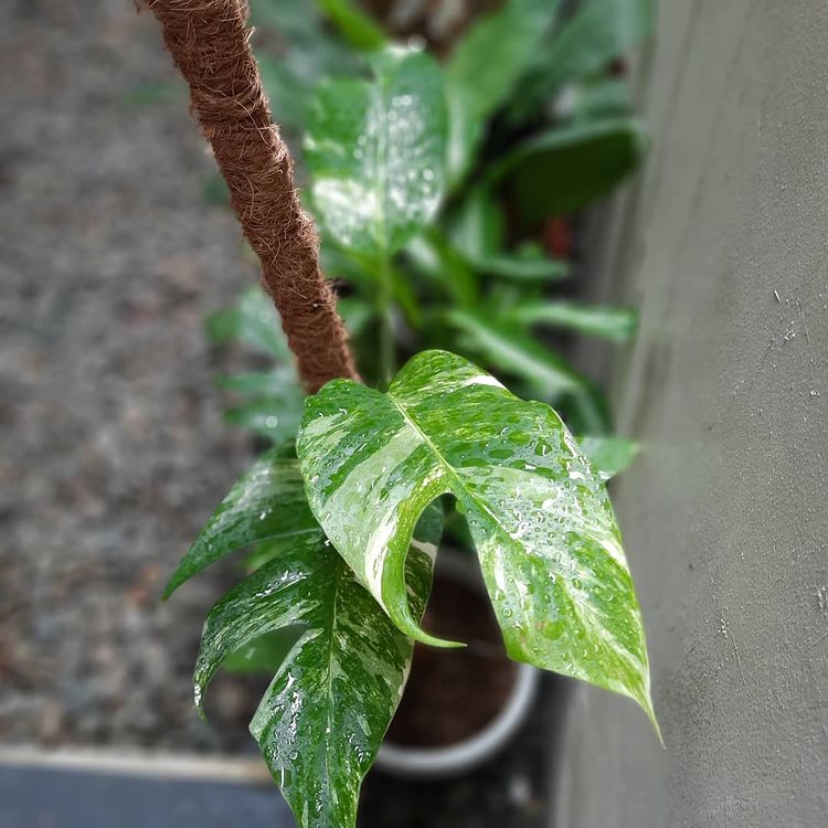 Epipremnum pinnatum Variegated