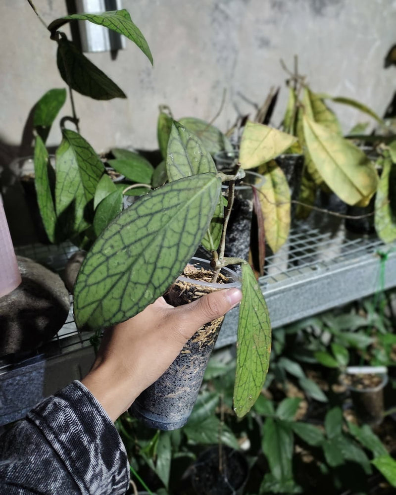 Hoya SP Tanggamus