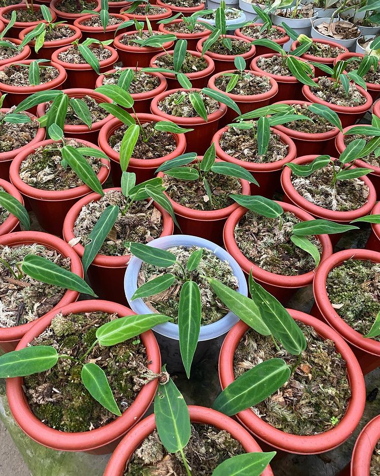 Anthurium Warocqueanum