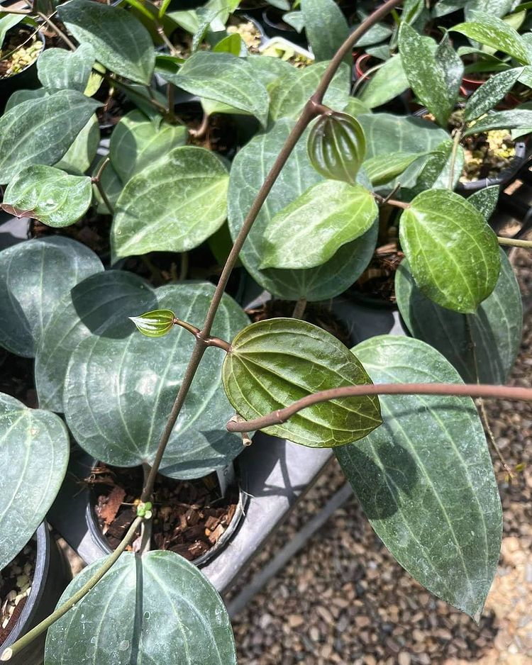 Hoya Latifolia