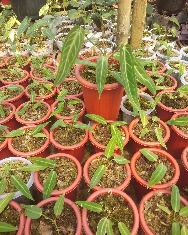 Anthurium Warocqueanum