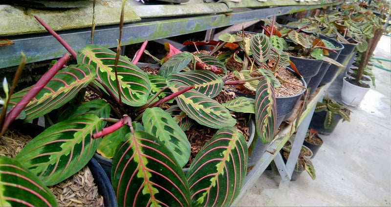 Calathea Maranta Leuconeura