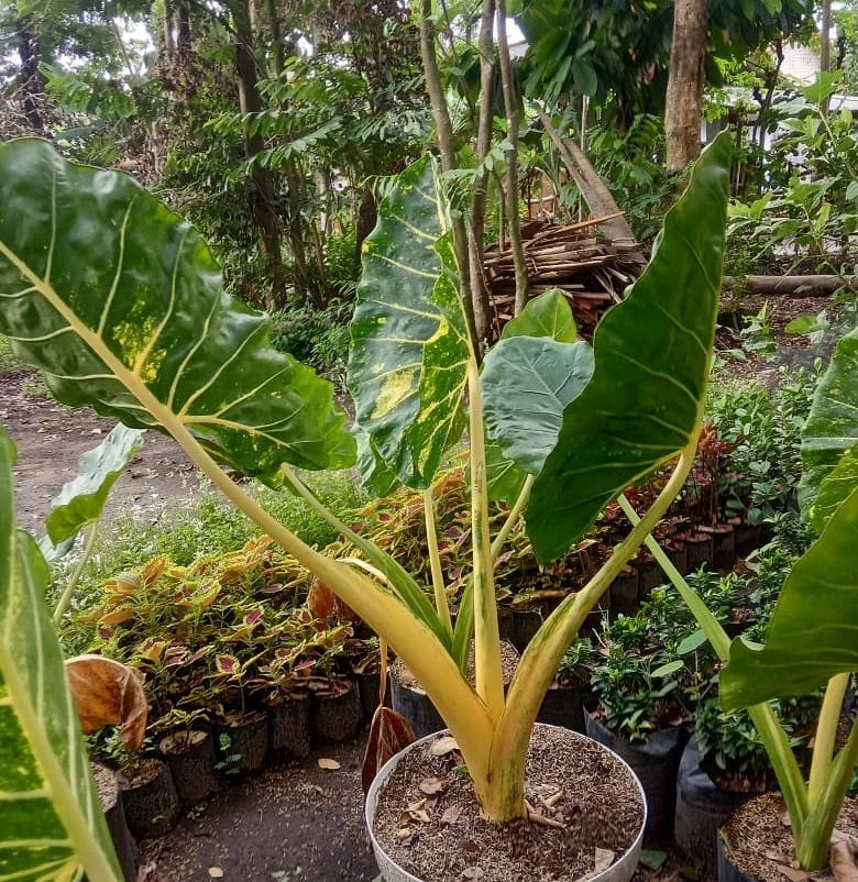 Alocasia New Guinea Gold Variegated