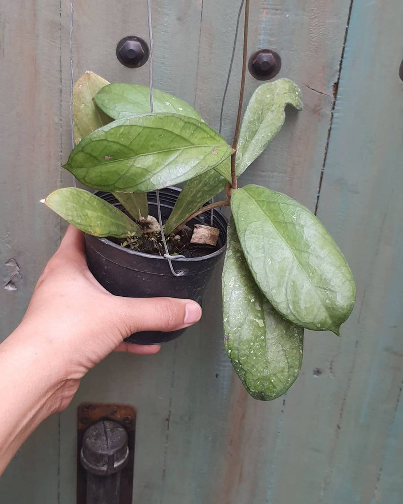 Hoya Forbesii