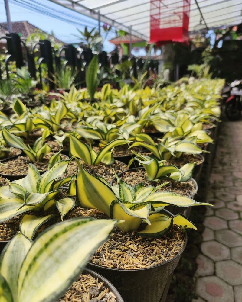 Sansevieria Golden Wendy