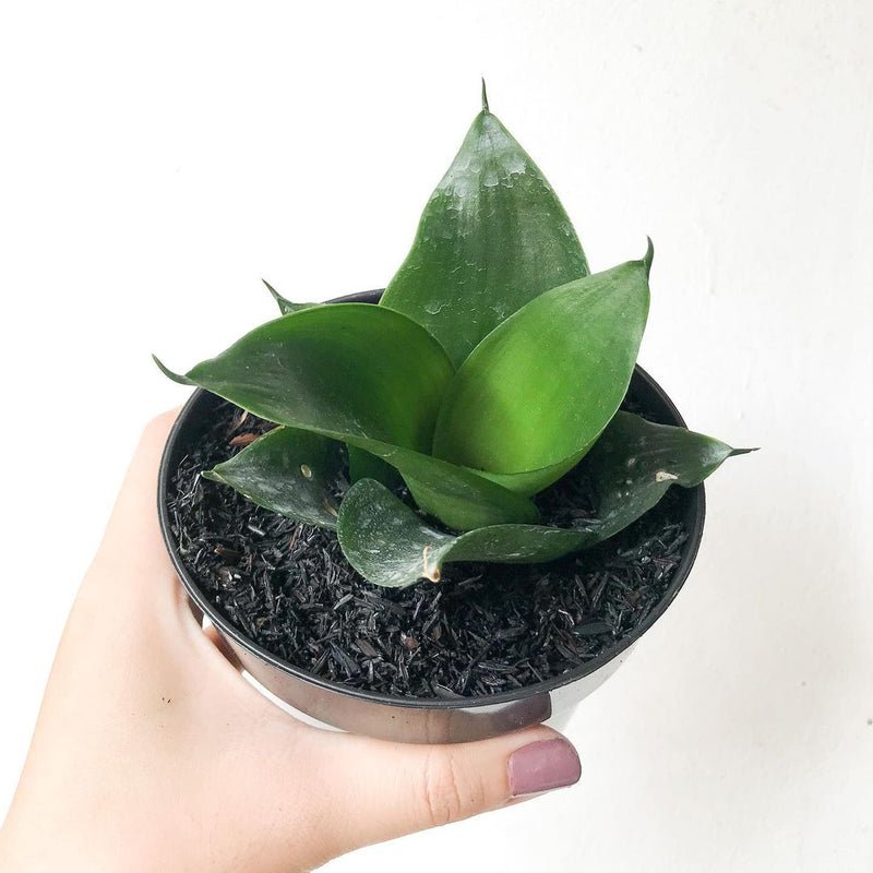 Sansevieria Hahni jade