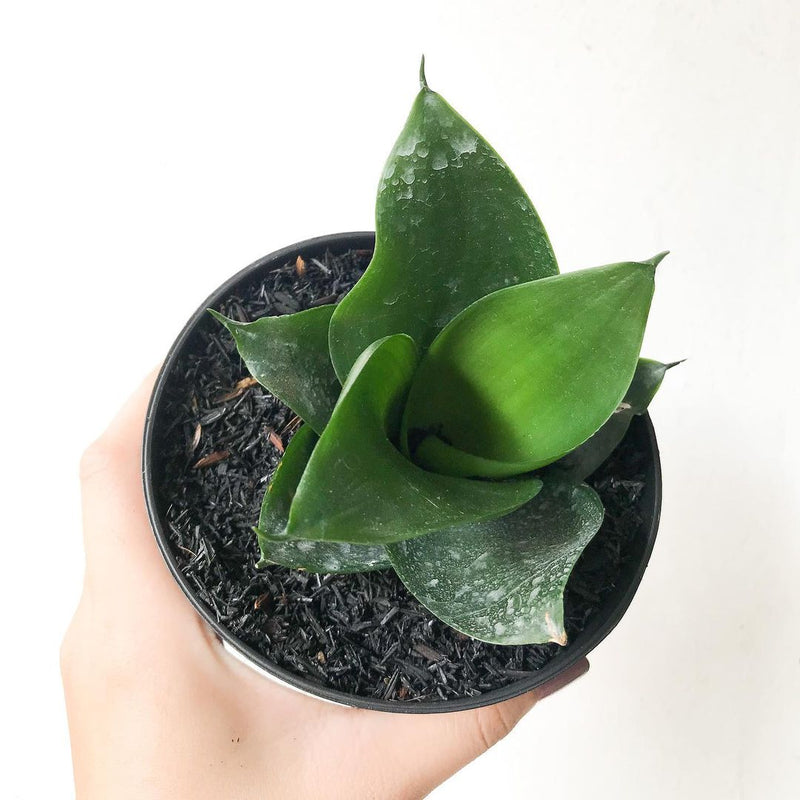 Sansevieria Hahni jade