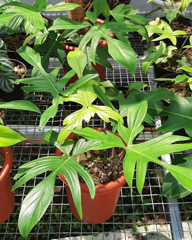 Philodendron Florida Ghost