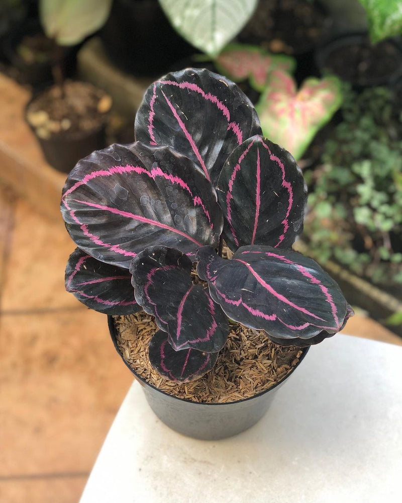 Calathea black lipstik