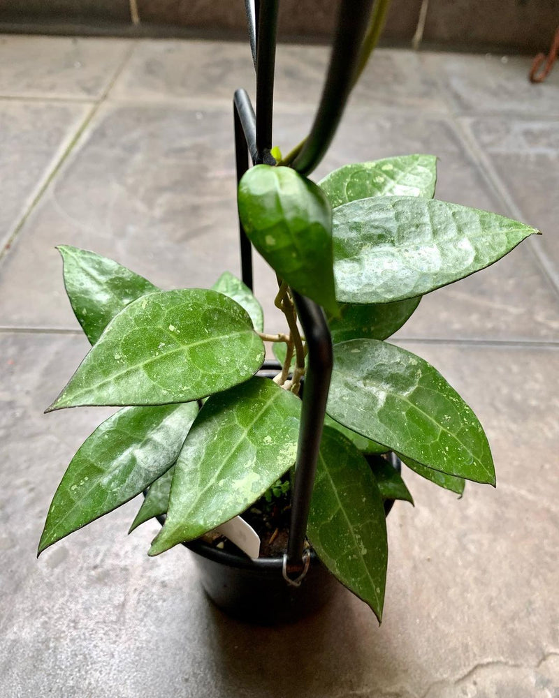 Hoya Verticillata SP Anjuk Ladang