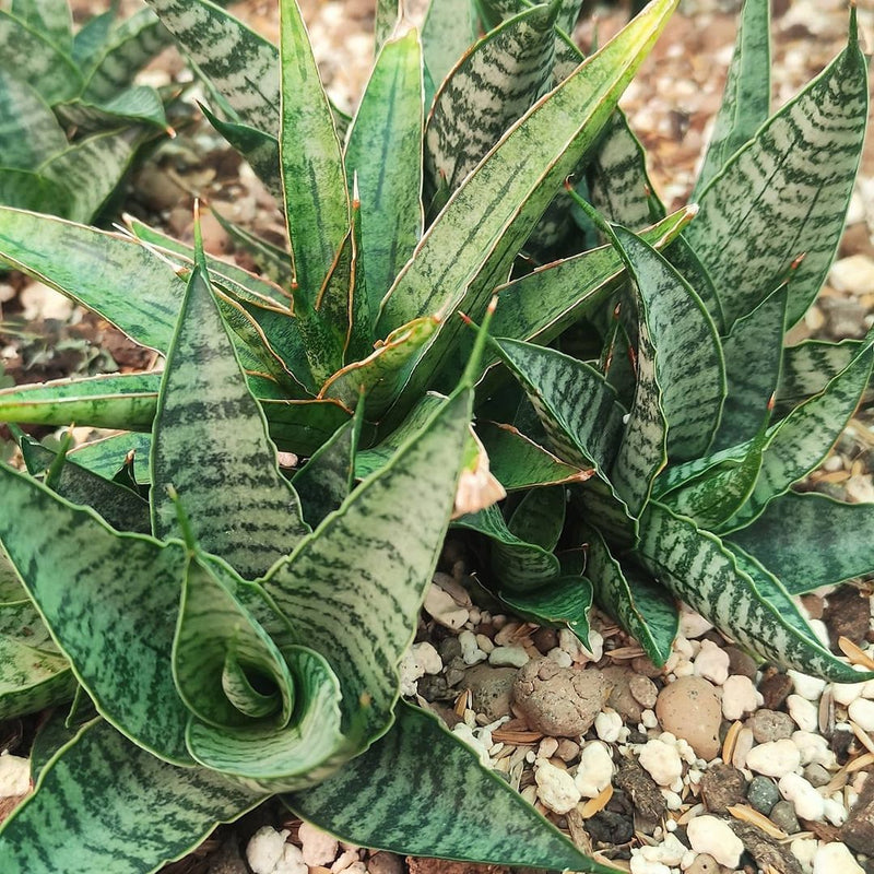 Sansevieria sweet celery