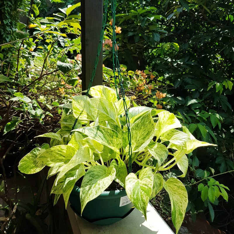 Epipremnum aureum Marble Queen (gading)