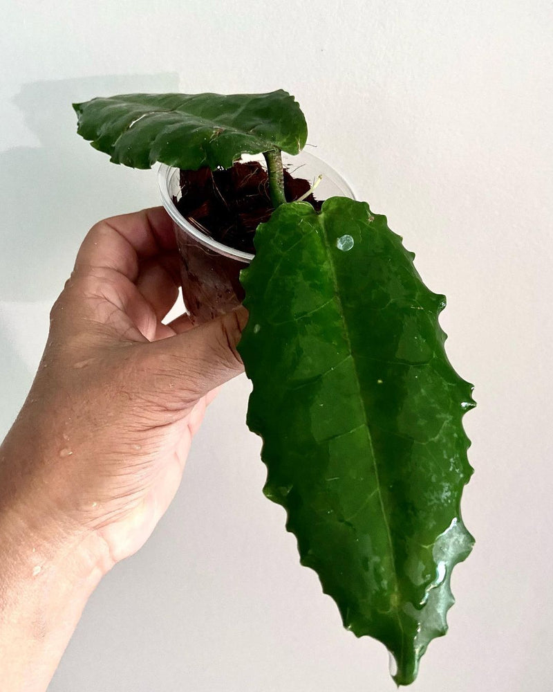 Hoya Versteegii Sp