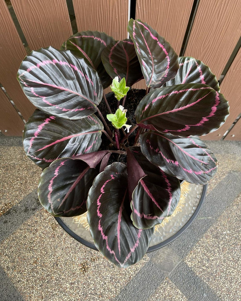 Calathea black lipstik