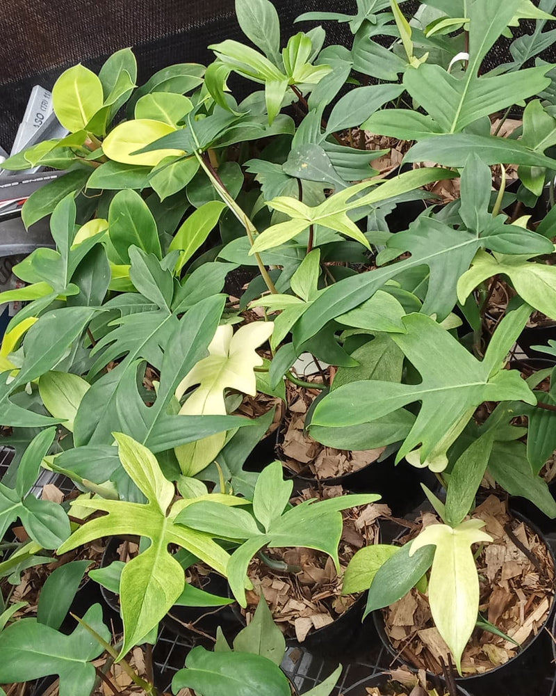 Philodendron Florida Ghost