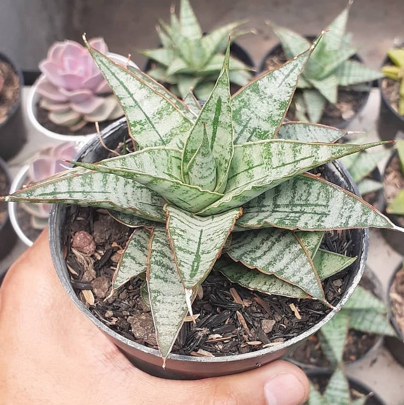 Sansevieria sweet celery