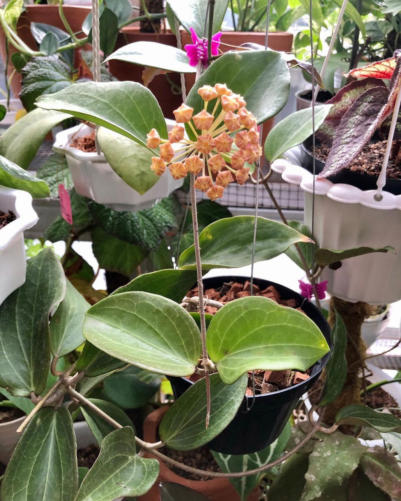 Hoya Nicholsoniae Sp Papua