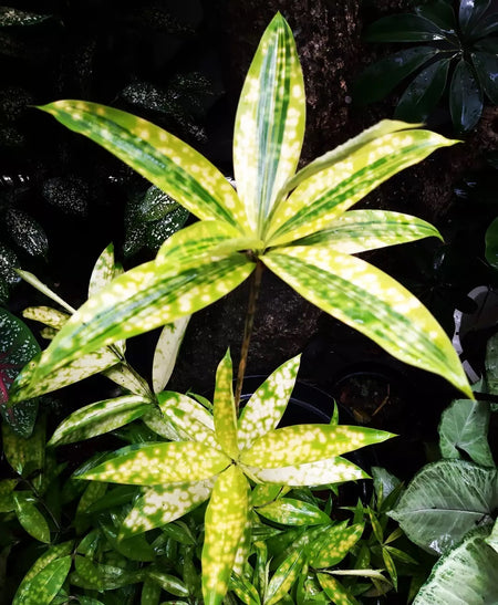 Dracaena Golden Variegated