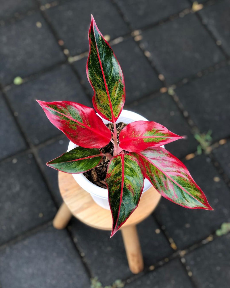 Aglaonema Red Lipstick