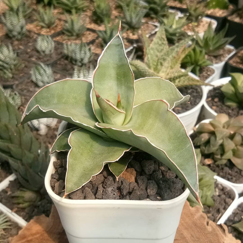 sansevieria blue leaf