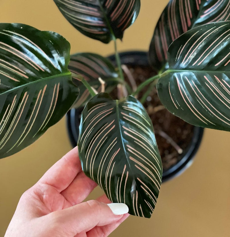 Calathea Ornata