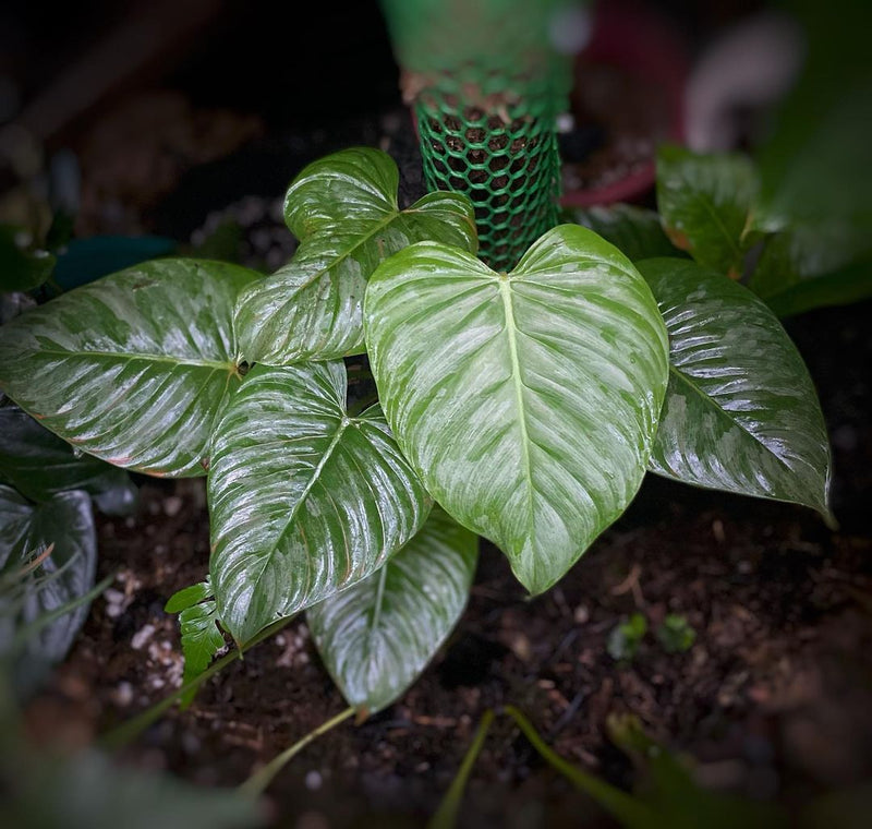 Philodendron Sodiroi