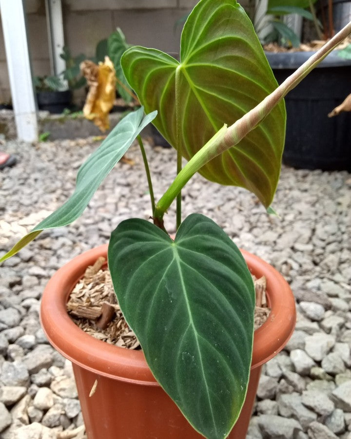 Philodendron Melanochrysum