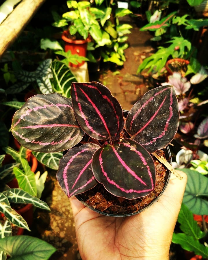 Calathea black lipstik