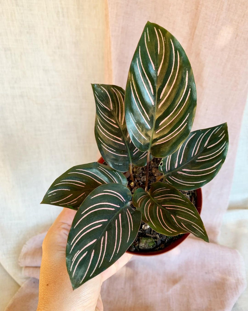 Calathea Ornata