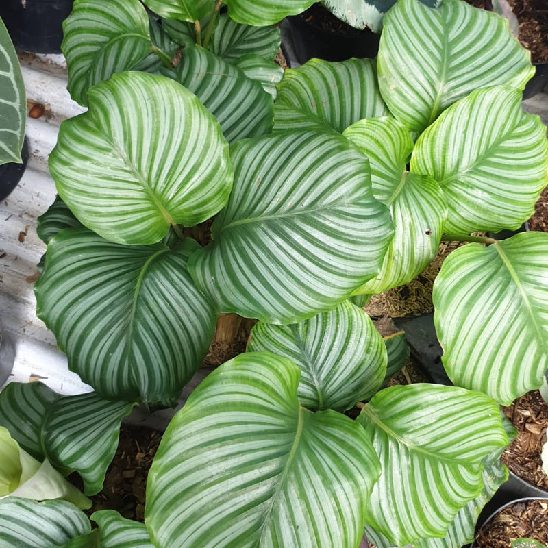 Calathea Orbifolia