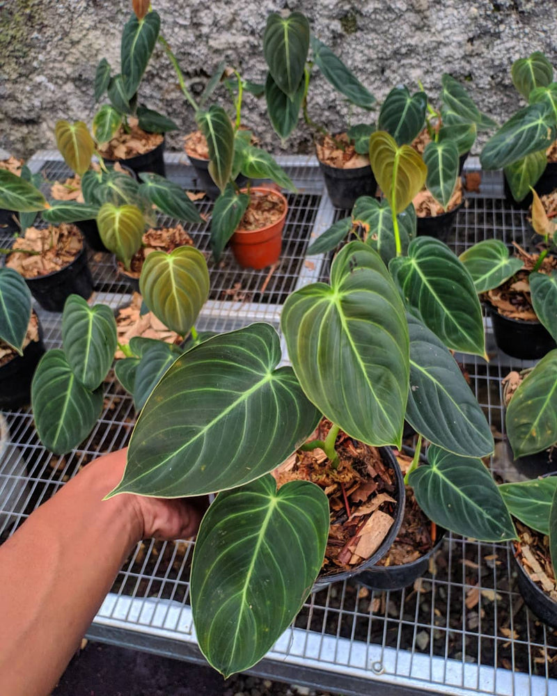 Philodendron Melanochrysum